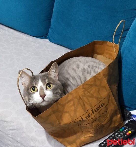 Tekir Kedi, Kedi  pati fotoğrafı