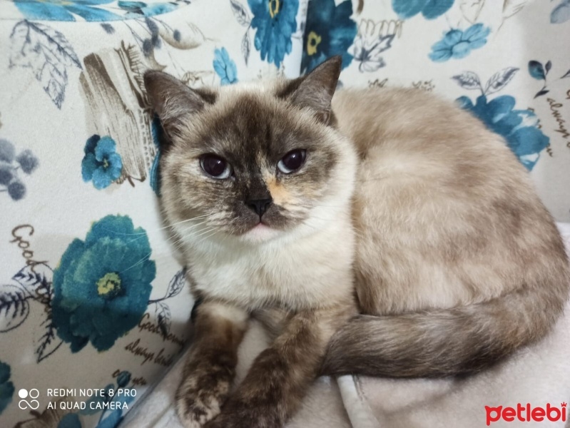 British Shorthair, Kedi  mila fotoğrafı