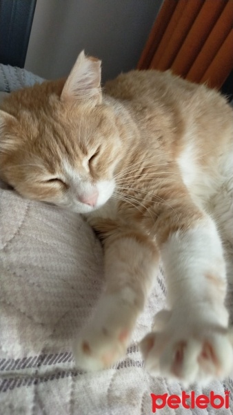 Tekir Kedi, Kedi  karamel fotoğrafı