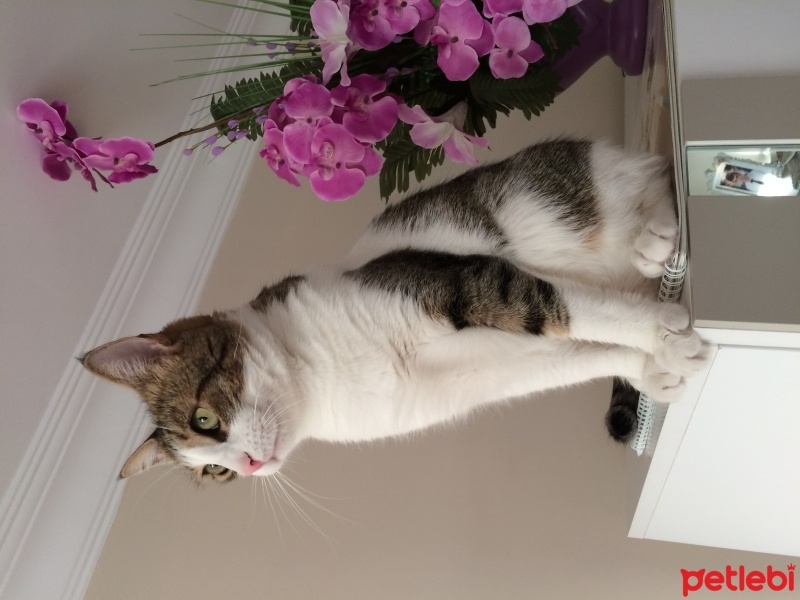 Tekir Kedi, Kedi  Bocuk fotoğrafı