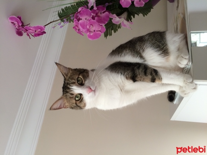 Tekir Kedi, Kedi  Bocuk fotoğrafı