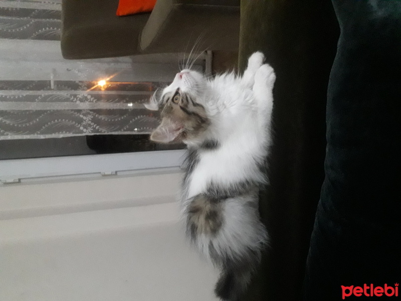 Tekir Kedi, Kedi  Miya fotoğrafı