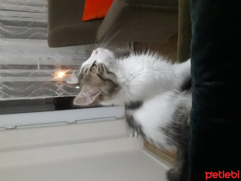 Tekir Kedi, Kedi  Miya fotoğrafı