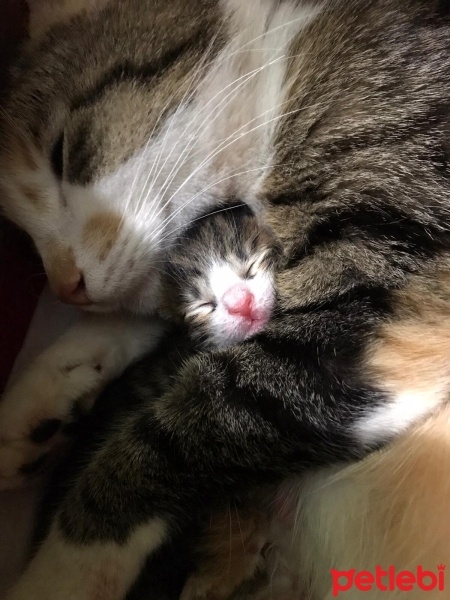 Tekir Kedi, Kedi  Tarçın fotoğrafı