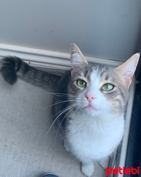 Tekir Kedi, Kedi  Mavi fotoğrafı