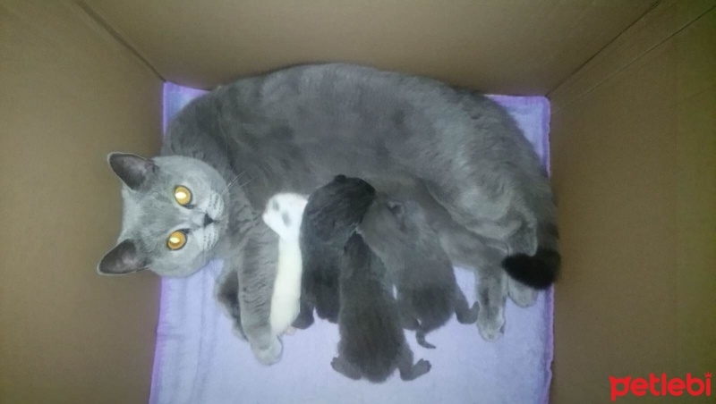 Scottish Fold, Kedi  ŞİLA fotoğrafı