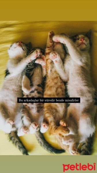 Tekir Kedi, Kedi  Tekir kardeşler fotoğrafı