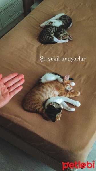 Tekir Kedi, Kedi  Tekir kardeşler fotoğrafı