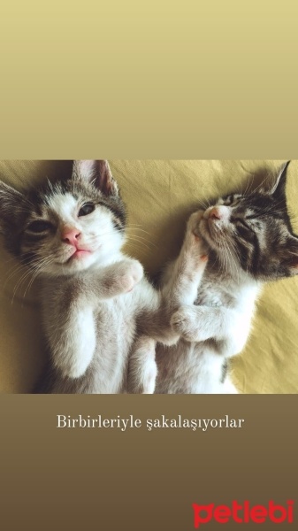 Tekir Kedi, Kedi  Tekir kardeşler fotoğrafı