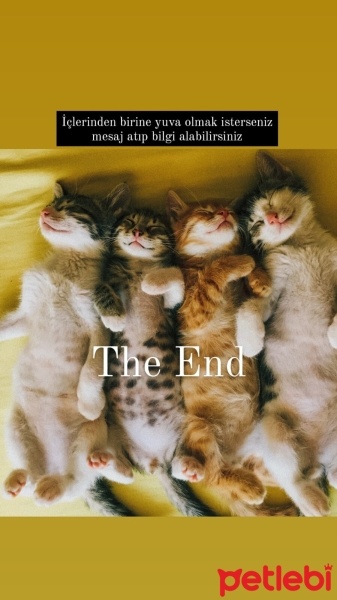 Tekir Kedi, Kedi  Tekir kardeşler fotoğrafı