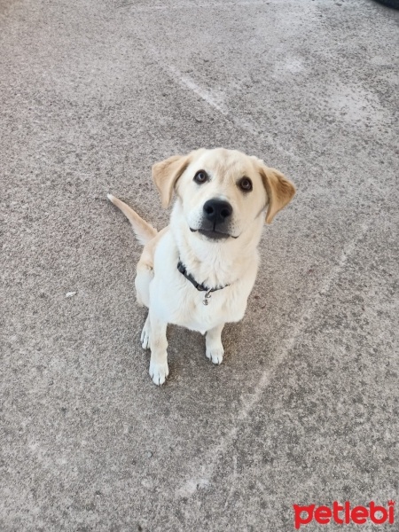 Labrador Retriever, Köpek  Bulut fotoğrafı