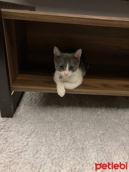 Tekir Kedi, Kedi  Çiko fotoğrafı