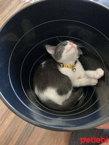 Tekir Kedi, Kedi  Çiko fotoğrafı