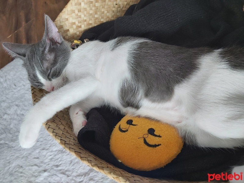 Tekir Kedi, Kedi  Çiko fotoğrafı