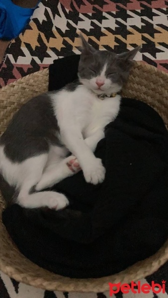 Tekir Kedi, Kedi  Çiko fotoğrafı