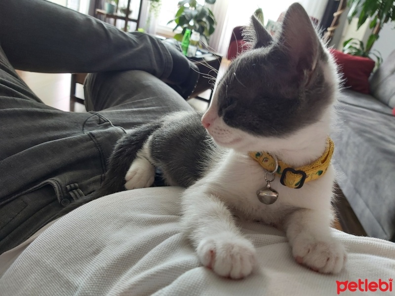 Tekir Kedi, Kedi  Çiko fotoğrafı
