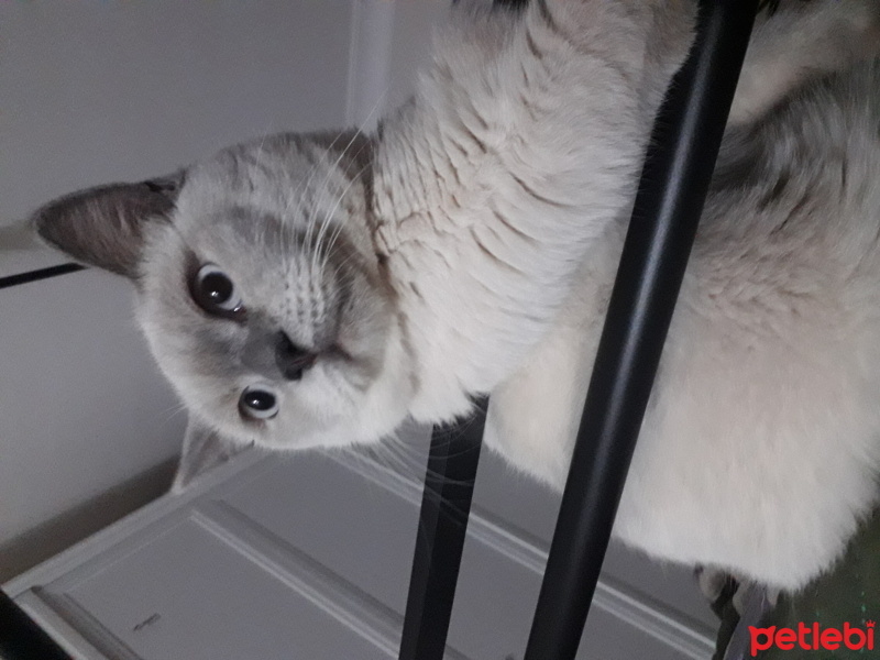 British Shorthair, Kedi  Çiko fotoğrafı