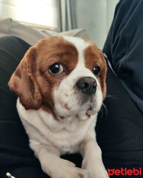 King Charles Spaniel, Köpek  BADEM fotoğrafı