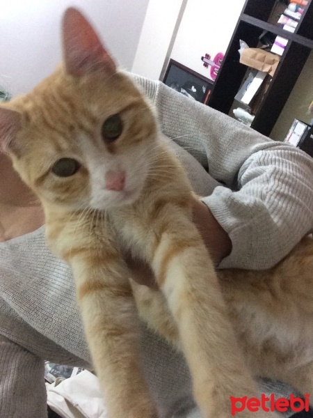 Tekir Kedi, Kedi  - fotoğrafı