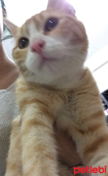 Tekir Kedi, Kedi  - fotoğrafı