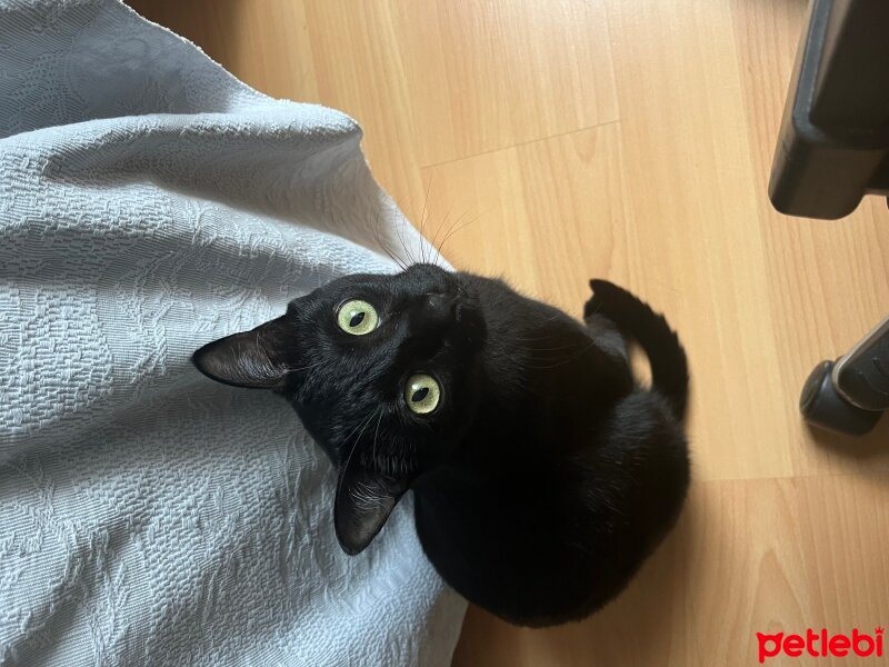 Tekir Kedi, Kedi  Zeytin fotoğrafı