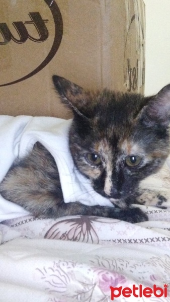 Tekir Kedi, Kedi  Miya fotoğrafı