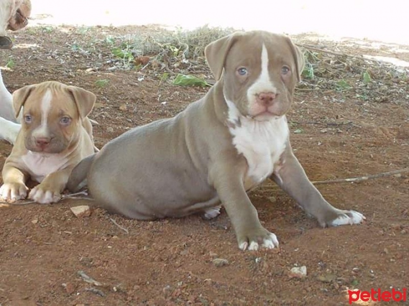 Amerikan Pitbull Terrier, Köpek  Bia fotoğrafı
