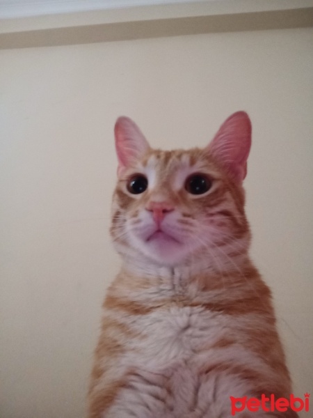 Sarman, Kedi  Güneş fotoğrafı
