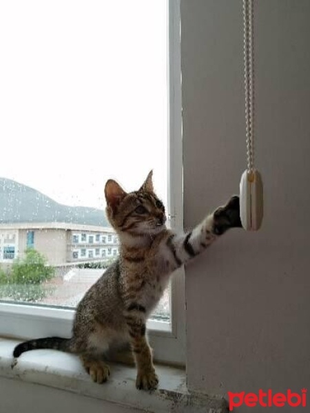 Tekir Kedi, Kedi  Tarçın fotoğrafı