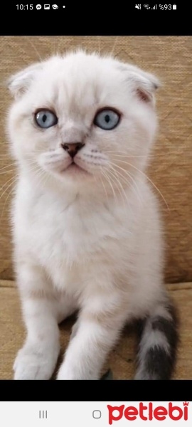 Scottish Fold, Kedi  Mia fotoğrafı