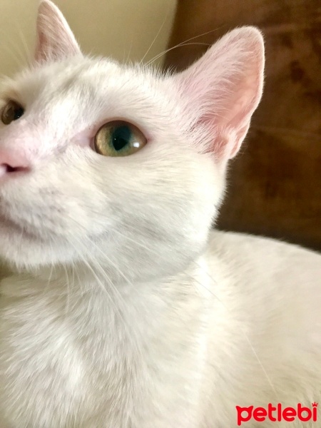 Ankara Kedisi, Kedi  Pamuk fotoğrafı
