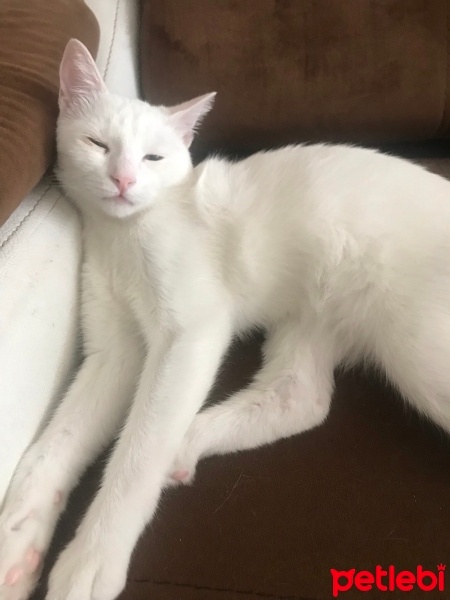 Ankara Kedisi, Kedi  Pamuk fotoğrafı