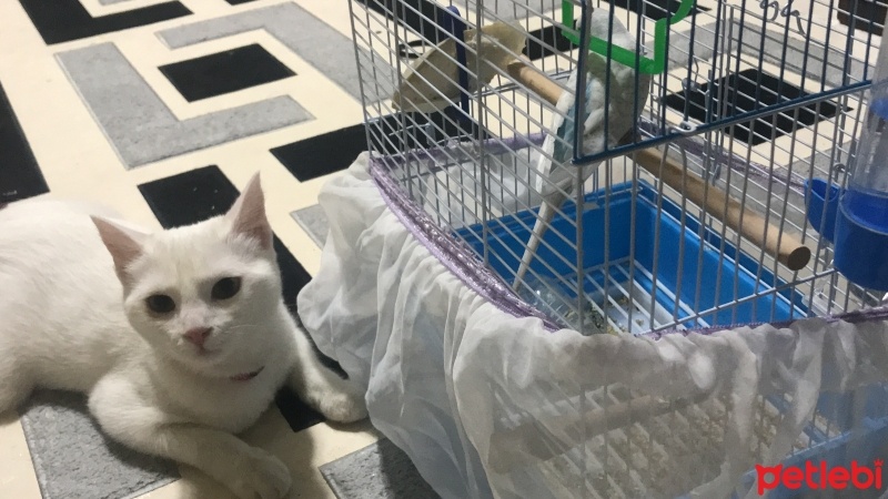 Ankara Kedisi, Kedi  Pamuk fotoğrafı