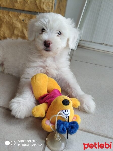 Maltese, Köpek  Miço fotoğrafı