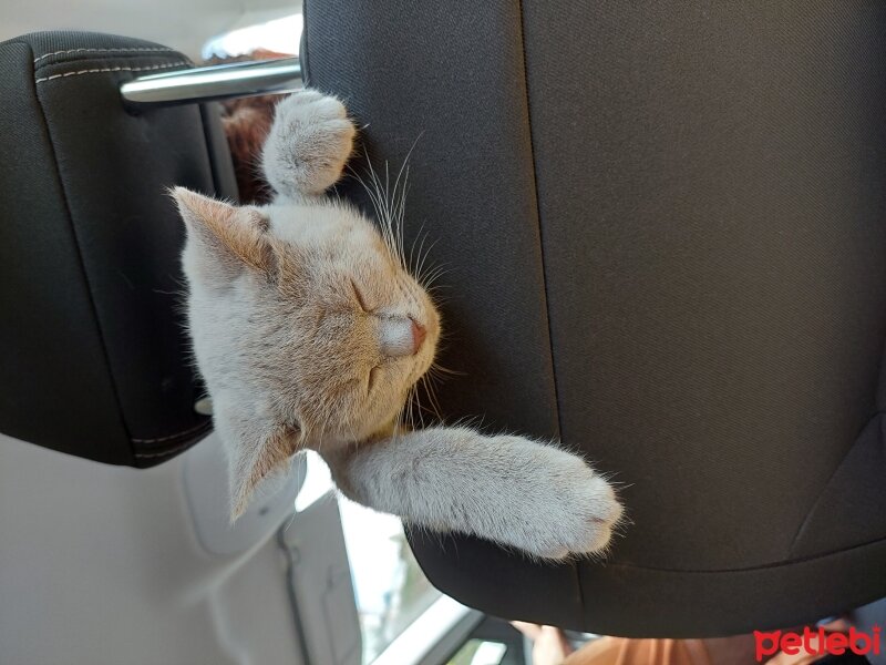 British Shorthair, Kedi  Venüs fotoğrafı