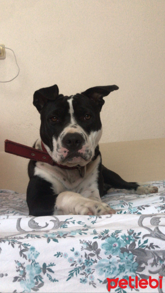 Amerikan Staffordshire Terrier, Köpek  Rex fotoğrafı