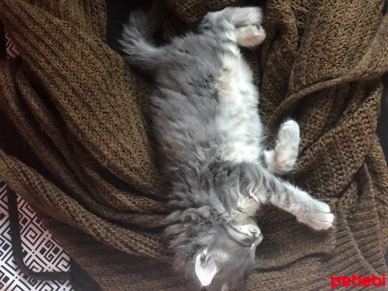 Tekir Kedi, Kedi  OLAF fotoğrafı