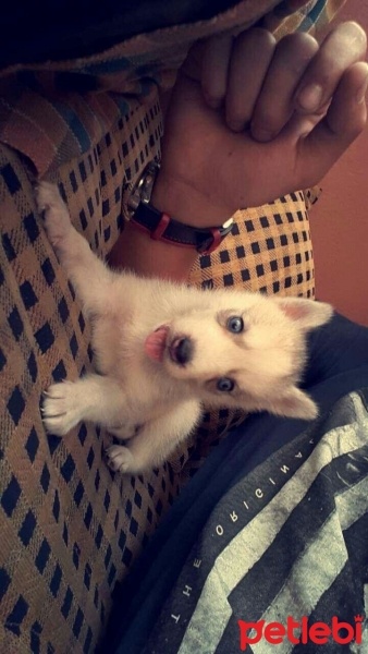 Sibirya Kurdu (Husky), Köpek  Husky fotoğrafı