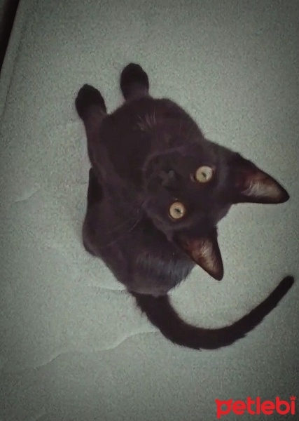 Bombay, Kedi  Mia fotoğrafı