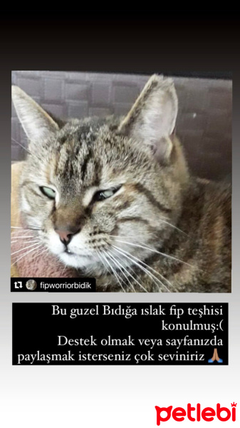 Tekir Kedi, Kedi  Bıdık fotoğrafı