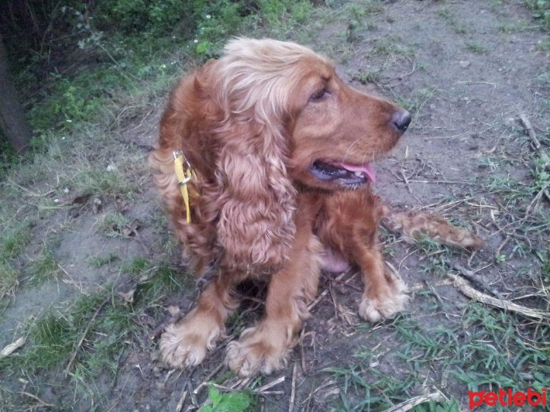 İngiliz Cocker Spaniel, Köpek  pafi fotoğrafı