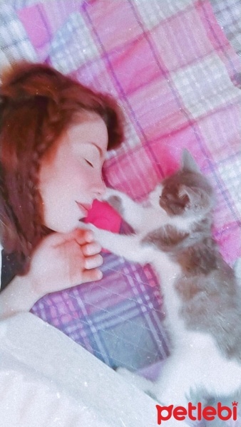 Tekir Kedi, Kedi  Yumak fotoğrafı