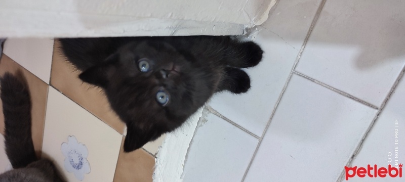 British Shorthair, Kedi  Mira fotoğrafı
