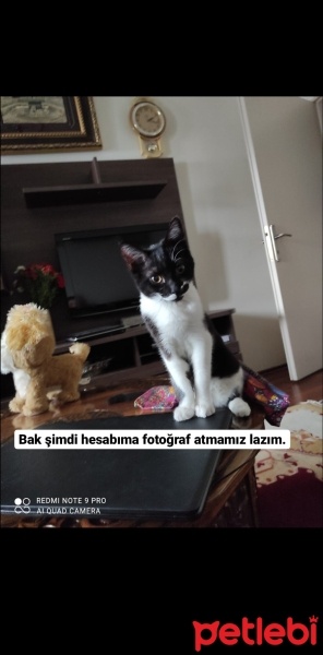Tekir Kedi, Kedi  Müezza fotoğrafı