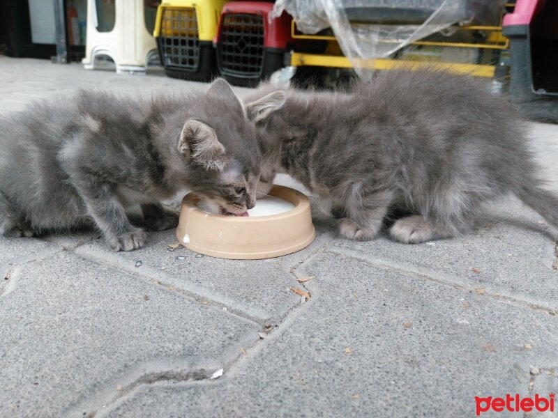 Tekir Kedi, Kedi  Toprak fotoğrafı