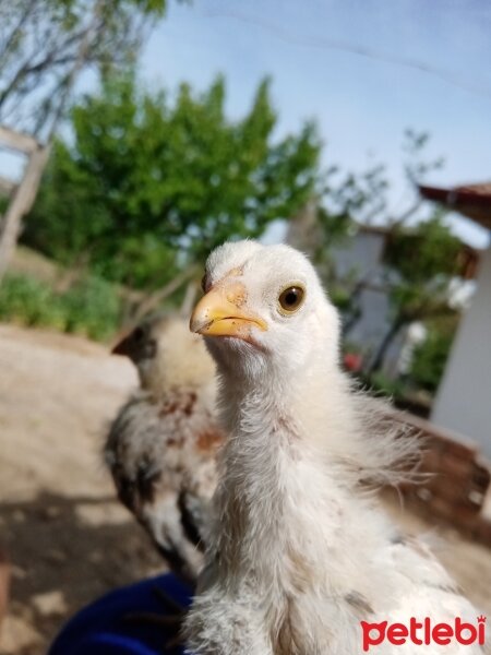  Kuş  BICIRIK  VE ÇİKO fotoğrafı