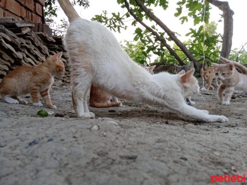  Kuş  BICIRIK  VE ÇİKO fotoğrafı