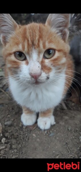  Kuş  BICIRIK  VE ÇİKO fotoğrafı