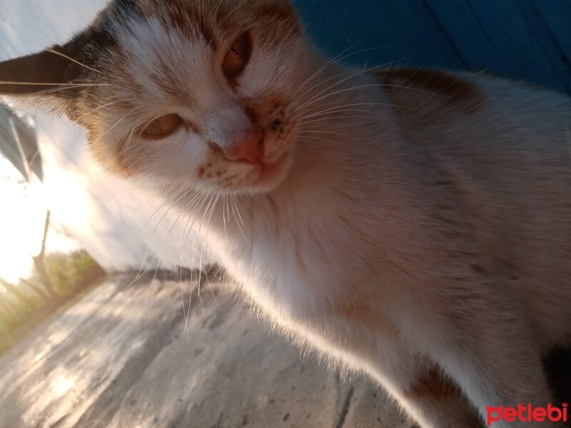 Tekir Kedi, Kedi  Pamuk ve kacivat fotoğrafı