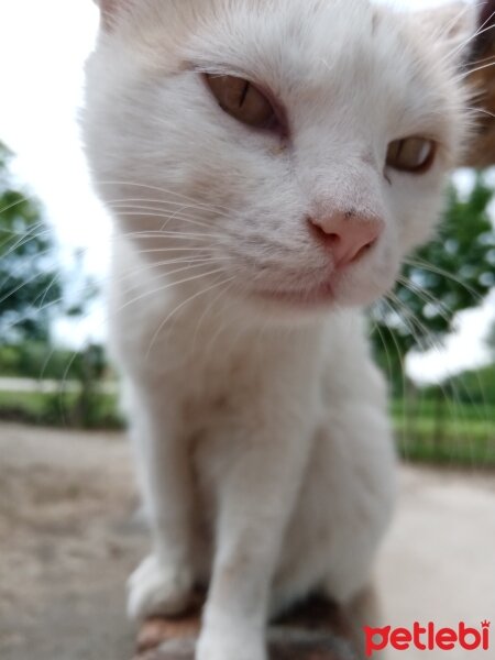 Tekir Kedi, Kedi  Pamuk ve kacivat fotoğrafı